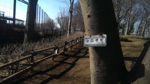 雑木林