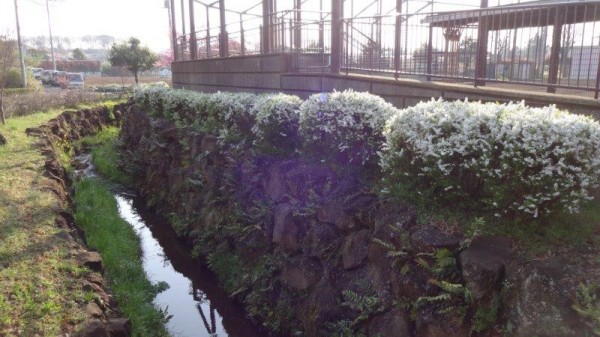 ユキヤナギ