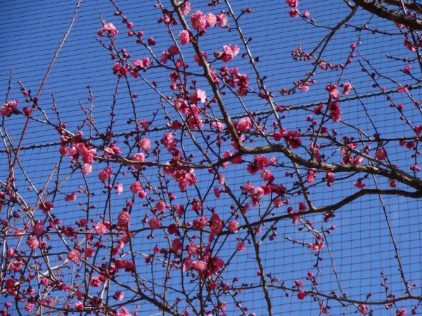 中田中央公園　ウメ