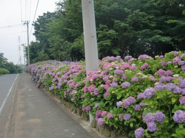 中田中央 アジサイ 外周にはアジサイがずっと植栽されています。