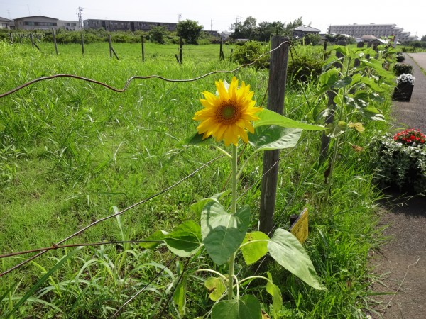 7月16日ひまわり6