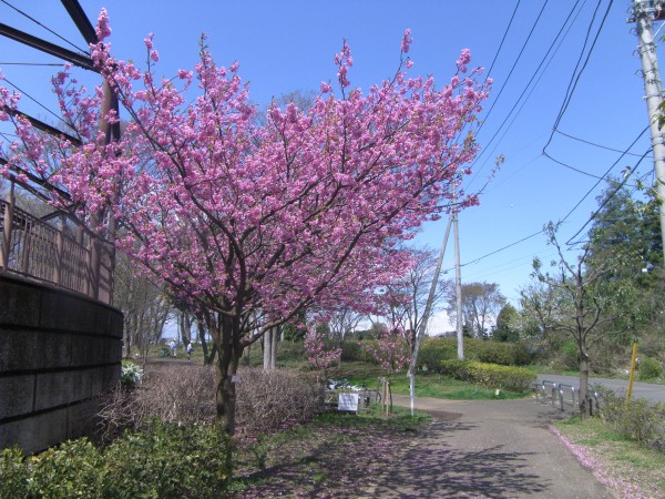 昨年の4月の様子