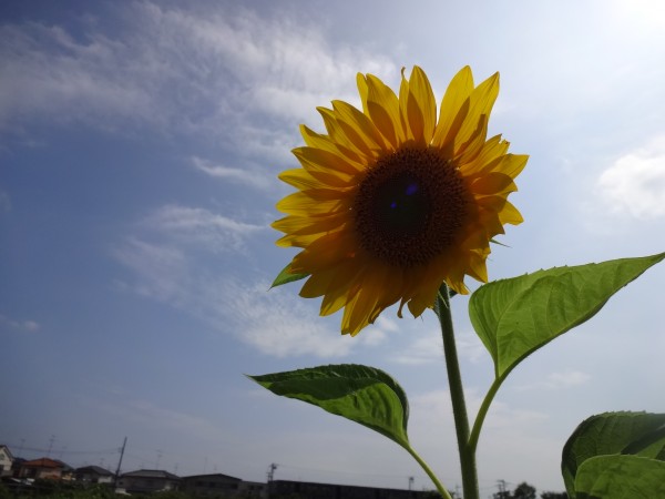 7月16日ひまわり2