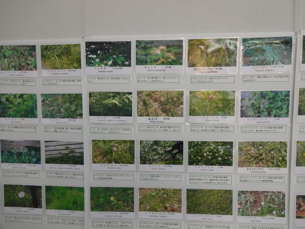 中田中央植物ボード