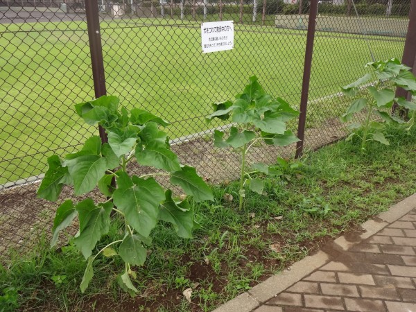 6月21日ひまわり